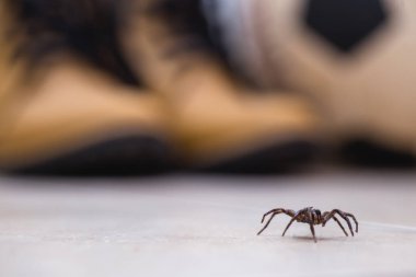 kahverengi örümcek, yerde yürüyen zehirli araknid. Risk kavramı, kapalı alanlardaki tehlike, araknofobi.
