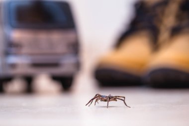 çocuk oyuncakları yakınında zehirli örümcek, kapalı tehlike kavramı. Detoksizasyon veya araknofobi kavramı.