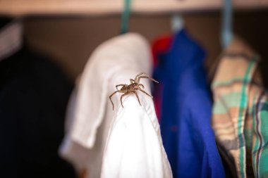 arachnophobia, dolap içinde zehirli örümcek, tehlike, zehirli hayvan. Korku kavramı.