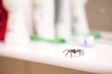 Poisonous spider inside residential toilet. Arachnophobia concept, fear of spider. Spider bite or fingering. clipart