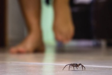 İçeride zehirli örümcek, tehlikeli zehirli hayvan. Aracanophobia kavramı, örümcekler önlemek için bakım