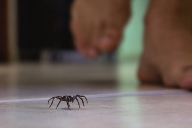 İçeride zehirli örümcek, tehlikeli zehirli hayvan. Aracanophobia kavramı, örümcekler önlemek için bakım