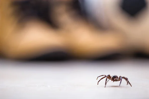 Laba-laba coklat, arachnid beracun berjalan di tanah. Konsep risiko, bahaya di dalam ruangan, arachnophobia . — Stok Foto