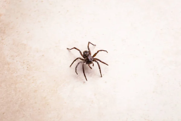 Aranha castanha, aracnídeo venenoso a andar no chão. Conceito de risco, perigo dentro de casa, aracnofobia . — Fotografia de Stock