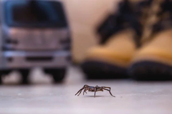 Společný domácí pavouk na hladké dlaždicové podlaze viděné ze země v podlaze v obytném domě — Stock fotografie
