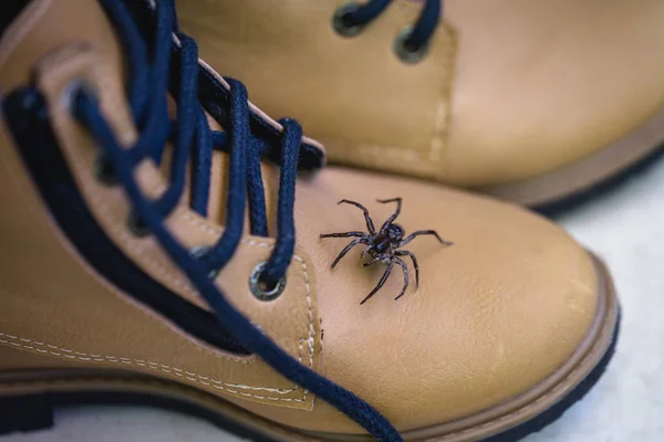 Poisonous spider rising into a boot. Spider care, fear of spider. Busty animal. Loxosceles is a genus of poisonous arachnids in the Sicariidae family known for their necrotizing sting. — Stock Photo, Image