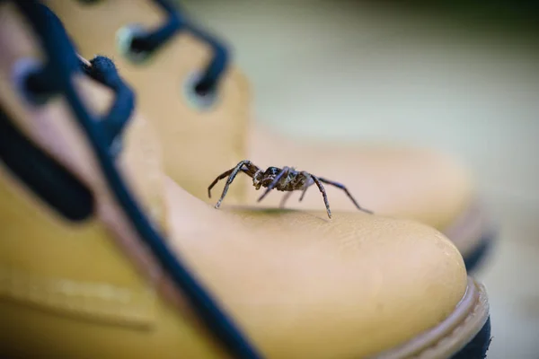 ブーツに立ち上がる有毒なクモ。クモの世話、クモの恐怖。巨乳な動物。ロキソセレスは、壊死性刺傷で知られるシカリダイ科の有毒なアラクニドの属である. — ストック写真