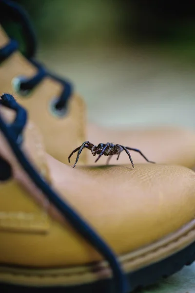 ブーツに立ち上がる有毒なクモ。クモの世話、クモの恐怖。巨乳な動物。ロキソセレスは、壊死性刺傷で知られるシカリダイ科の有毒なアラクニドの属である. — ストック写真