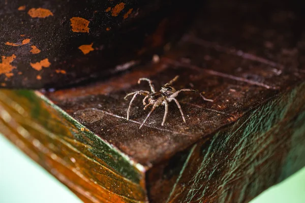 Локсоцеле - род ядовитых арахнидов семейства Sicariidae, известных своим некротизирующим жалом. Они известны под распространенными названиями коричневых пауков или скрипичных пауков . — стоковое фото