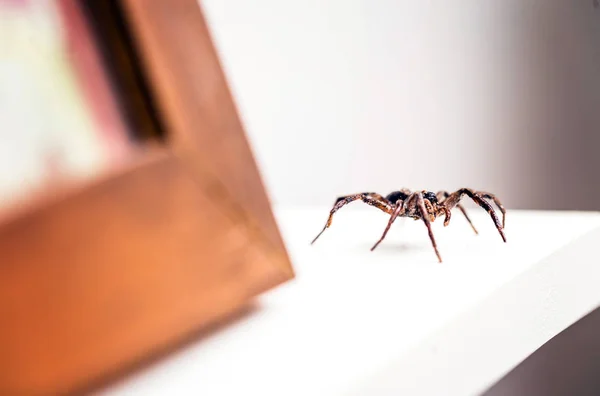 Loxosceles är ett släkte av giftiga spindeldjur i familjen Sicariidae som är kända för sin nekrotiserande STING. De är kända av de vanliga namnen på bruna spindlar eller violin spindlar. — Stockfoto