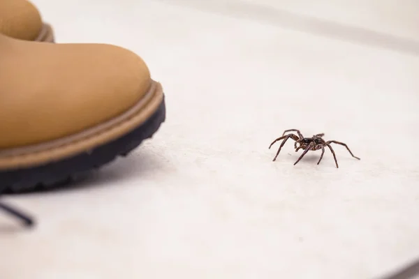 Laba-laba coklat, berbisa dan hewan beracun masuk ke dalam boot. Konsep bahaya dan fana, perhatian . — Stok Foto