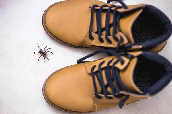 Araña marrón, animal venenoso y venenoso que entra en la bota. Concepto de peligro y mortal, atención . —  Fotos de Stock