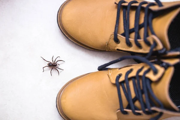 茶色のクモ、有毒で有毒な動物がブーツの中に入る。危険と死の概念、注意. — ストック写真