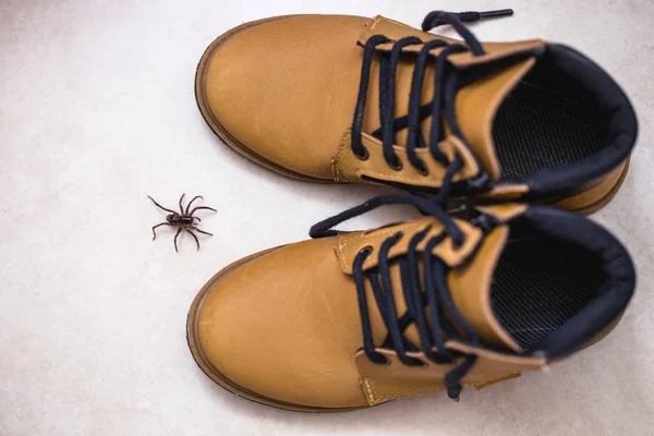 Araña marrón, animal venenoso y venenoso que entra en la bota. Concepto de peligro y mortal, atención . —  Fotos de Stock