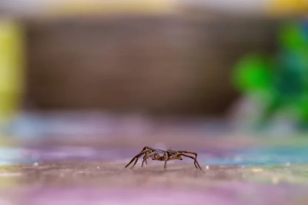 Common house spider on a smooth tile floor seen from ground level in a floor in a residential home — Stock Photo, Image