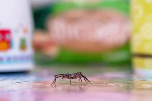Araña marrón, arácnido venenoso caminando por el suelo. Concepto de riesgo, peligro en interiores, aracnofobia . — Foto de Stock
