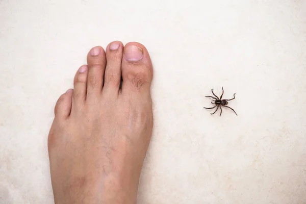 Коричневый паук нападает на человека. Ядовитый паук кусает ногу, укус паука, укус ядовитого животного. Арахнофобия . — стоковое фото