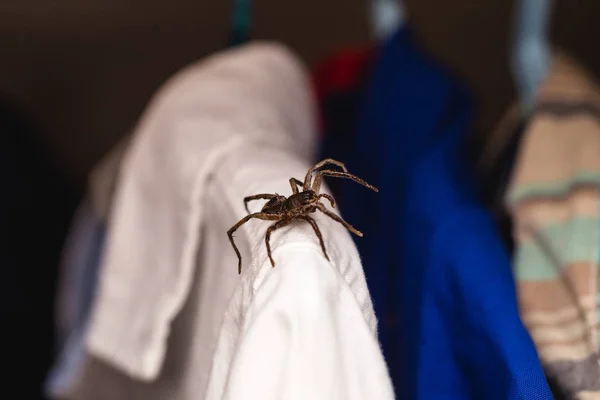 Aracnofobia, aranha venenosa dentro do guarda-roupa, perigo, animal venenoso. Conceito de medo . — Fotografia de Stock