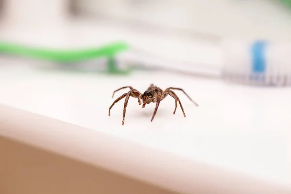 주거 용 화장실 내부의 유독 거미. 거미 공포증 개념, 거미의 두려움. 거미 물린 또는 운지핑. — 스톡 사진