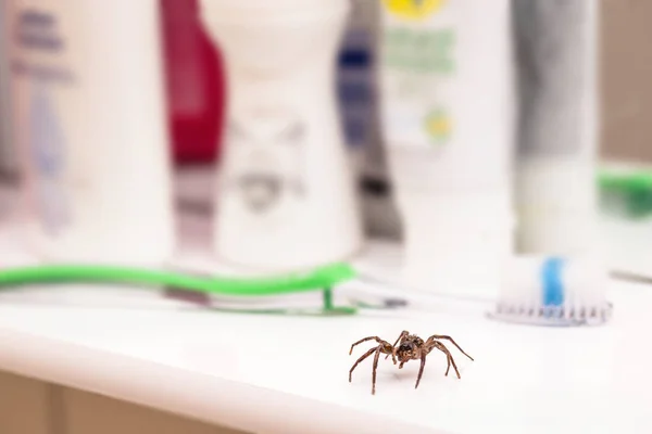 Aranha venenosa dentro da casa de banho residencial. Conceito de aracnofobia, medo de aranha. Mordida de aranha ou dedilhado . — Fotografia de Stock
