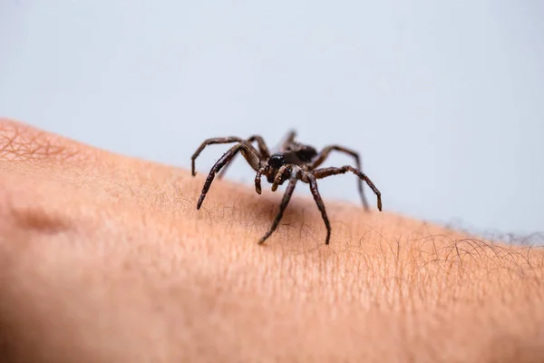 Păianjen otrăvitor deasupra brațului persoanei, persoană otrăvitoare care mușcă păianjenul, conceptul de arahnofobie, frica de păianjen. Spider Bite . — Fotografie, imagine de stoc