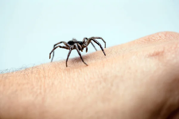 Trujący Pająk nad osobą ramię, Trujący Pająk człowiek gryzący, pojęcie Arachnophobia, strach przed pająkiem. Pająk bite. — Zdjęcie stockowe