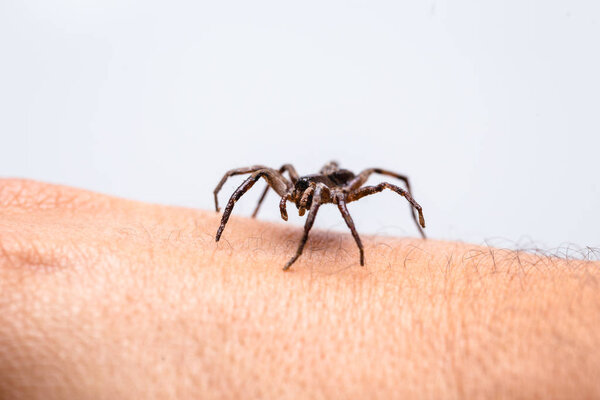 Ядовитый паук над рукой человека, ядовитый паук, кусающий человека, концепция арахнофобии, страх перед пауком. Укус паука
.