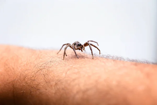 Aranha venenosa sobre o braço da pessoa, pessoa mordedora de aranha venenosa, conceito de aracnofobia, medo da aranha. Mordida de aranha . — Fotografia de Stock