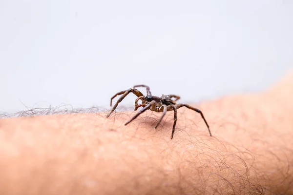 Araña venenosa sobre el brazo de la persona, persona que muerde la araña venenosa, concepto de aracnofobia, miedo a la araña. Mordedura de araña . —  Fotos de Stock