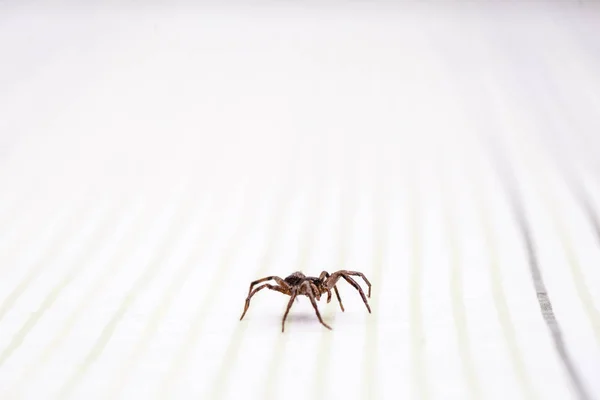 Loxosceles is a genus of poisonous arachnids in the Sicariidae family known for their necrotizing sting. They are known by the common names of brown spiders or violin spiders. — Stock Photo, Image