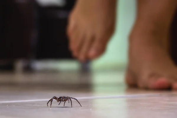 Aranha casa comum em um piso de azulejo liso visto do nível do solo em um piso em uma casa residencial — Fotografia de Stock