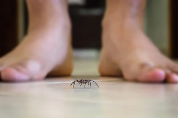 Ragno velenoso al chiuso, pericoloso animale velenoso. Aracanofobia concetto, cura per evitare ragni — Foto Stock
