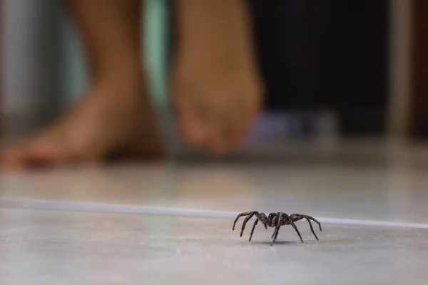 Aranha venenosa dentro de casa, animal venenoso perigoso. Conceito de aracanofobia, cuidado para evitar aranhas — Fotografia de Stock