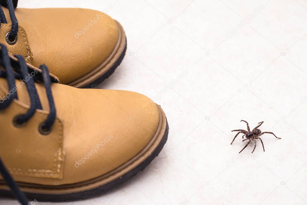 brown spider, venomous and poisonous animal entering inside boot. Concept of danger and mortal, attention.