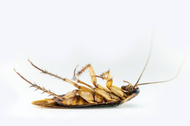 Brezilyalı hamamböceği beyaz arka planda öldürüldü. Yüksek çözünürlükte ölü böcek fotoğrafı. Brezilya böcek ve ortak haşere.