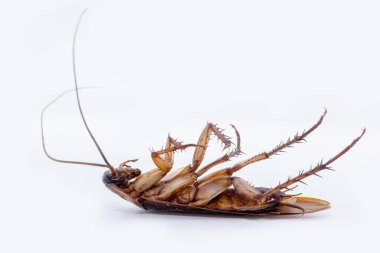 Brezilyalı hamamböceği beyaz arka planda öldürüldü. Yüksek çözünürlükte ölü böcek fotoğrafı. Brezilya böcek ve ortak haşere.