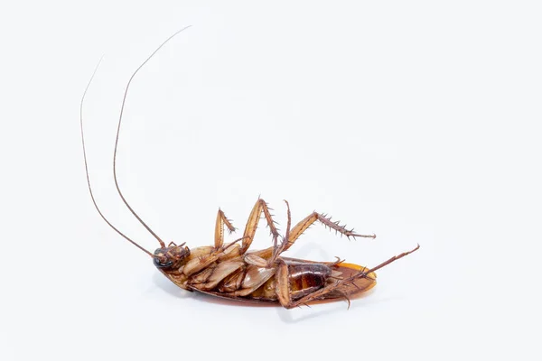 Cucaracha brasileña muerta sobre fondo blanco. Fotografía de insectos muertos en alta resolución. Insectos y plagas comunes de Brasil . — Foto de Stock