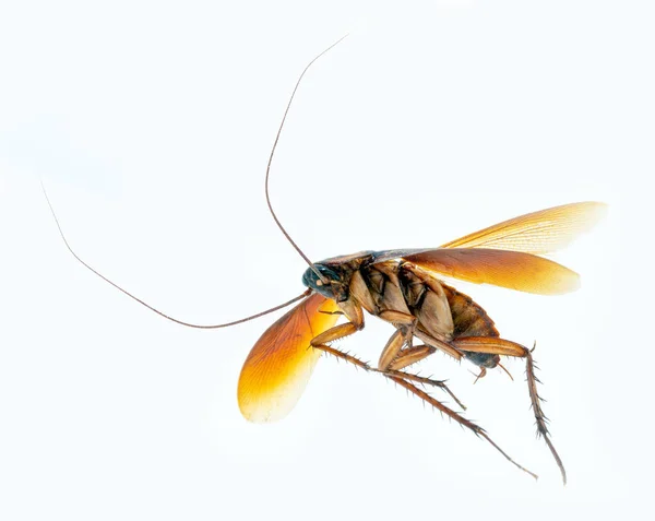 Periplaneta är ett släkte av kackerlackor. Gruppen är känd som fastställts av kackerlackor på grund av den rödaktiga färg av deras arter. Insekt vit bakgrund. — Stockfoto