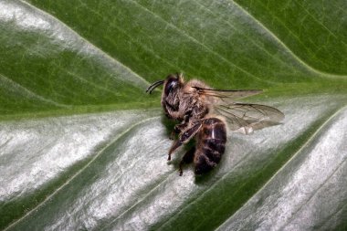 ölü ölü arı, pestisitler ve çevresel risk kavramsal görüntü. Arı imha üzerine.