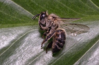 ölü ölü arı, pestisitler ve çevresel risk kavramsal görüntü. Arı imha üzerine.