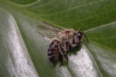 ölü ölü arı, pestisitler ve çevresel risk kavramsal görüntü. Arı imha üzerine.