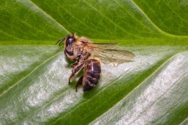 ölü ölü arı, pestisitler ve çevresel risk kavramsal görüntü. Arı imha üzerine.