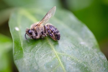 ölü ölü arı, pestisitler ve çevresel risk kavramsal görüntü. Arı imha üzerine.
