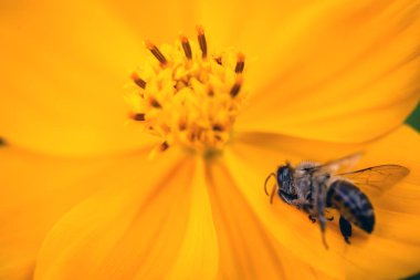 bir çiçek üzerinde ölü bir arı makro fotoğraf. Arı kovanları ve pestisitlerin aşırı kullanımı çöküşü. Çevresel risk kavramı.