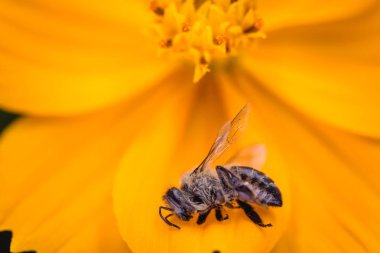 bir çiçek üzerinde ölü bir arı makro fotoğraf. Arı kovanları ve pestisitlerin aşırı kullanımı çöküşü. Çevresel risk kavramı.
