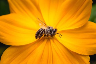 bir çiçek üzerinde ölü bir arı makro fotoğraf. Arı kovanları ve pestisitlerin aşırı kullanımı çöküşü. Çevresel risk kavramı.