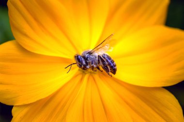 ölü ölü arı, pestisitler ve çevresel risk kavramsal görüntü. Arı imha üzerine.