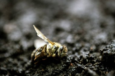 ölü ölü arı, pestisitler ve çevresel risk kavramsal görüntü. Arı imha üzerine.