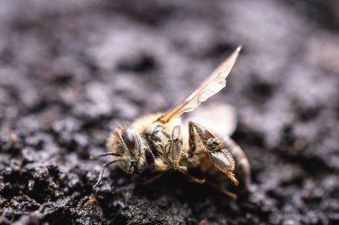 Çöken bir arı kovanının yaprağı üzerinde ölü bir arı makro görüntü, çöküşü ve diğer hastalıkların çöküşü ile boğulmuş, çevre ve çiçeklerde pestisit kullanımı.