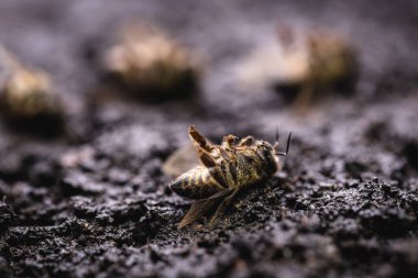 Çöken bir arı kovanının yaprağı üzerinde ölü bir arı makro görüntü, çöküşü ve diğer hastalıkların çöküşü ile boğulmuş, çevre ve çiçeklerde pestisit kullanımı.